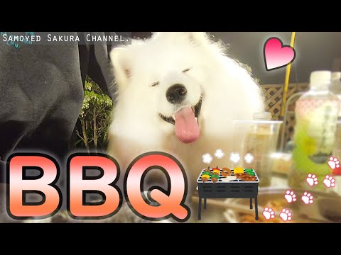 バーベキューを満喫するサモエドさくら