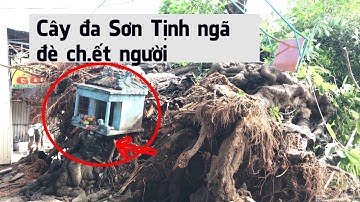 CÂY ĐA SƠN TỊNH QUẢNG NGÃI NGÃ ĐÈ C.H.ẾT NGƯỜI | ĐLMT