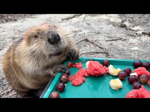 Memorial Weekend Snack 