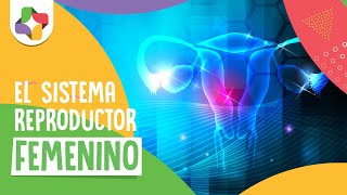 Sistema reproductor femenino - Biología - Educatina