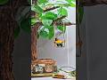 miniature tree swing with movement