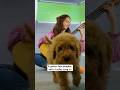 @RosieBennetGuitar plays @laufey‘s ‘What Love Will Do to You’ to four adorable puppies ❤️