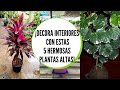 Plantas altas para interior / Plantas altas de sombra