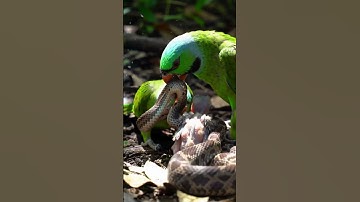 Parrot Screams and Strikes as Snake Grabs a Chick