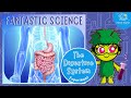 Understanding the Digestive System