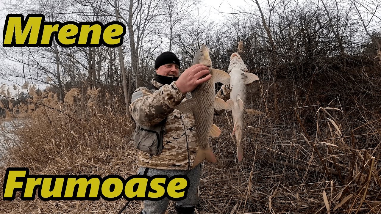 Pescuit la Ficat după Clean și la Râmă după Mreană!