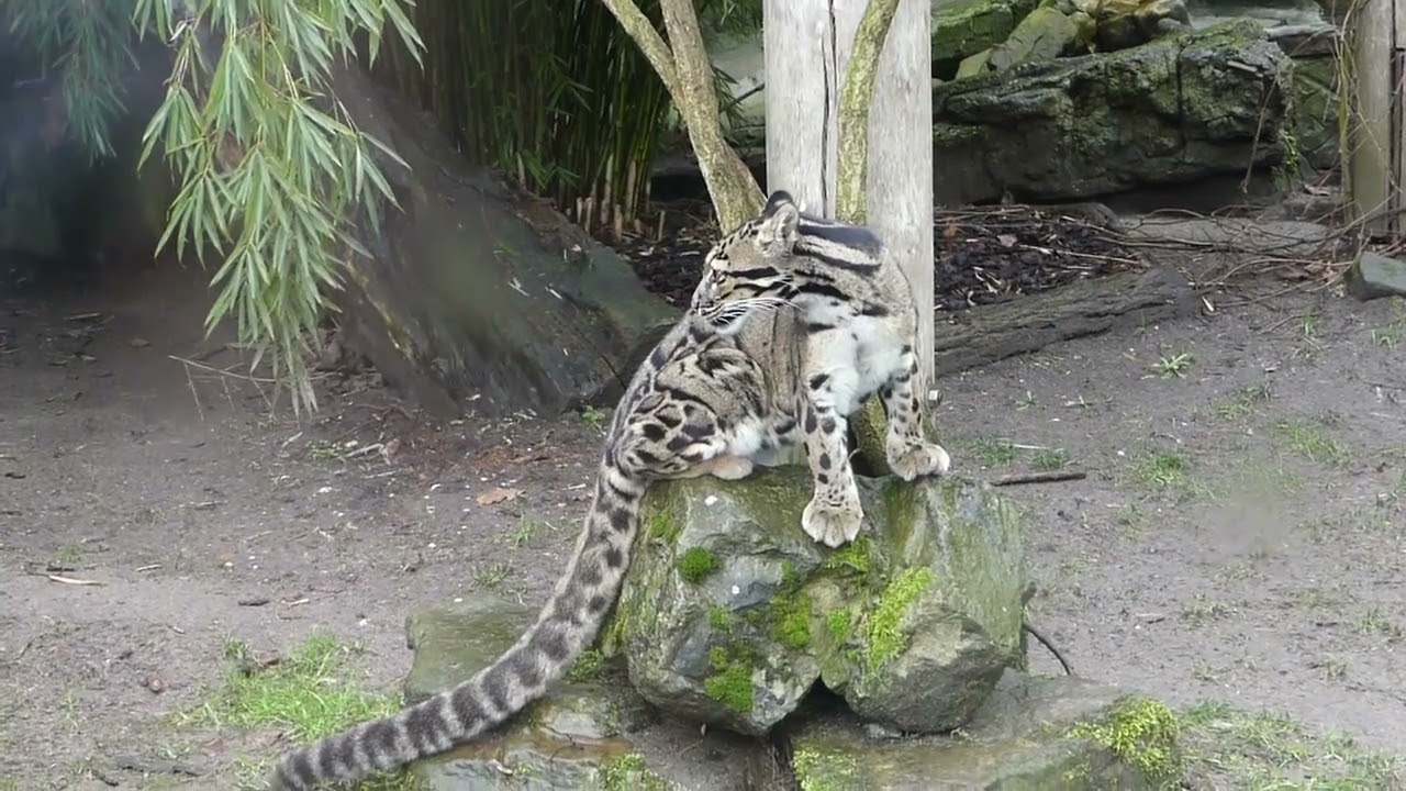 nevelpanter 19 februari 2026Ouwehands Dierenpark  0