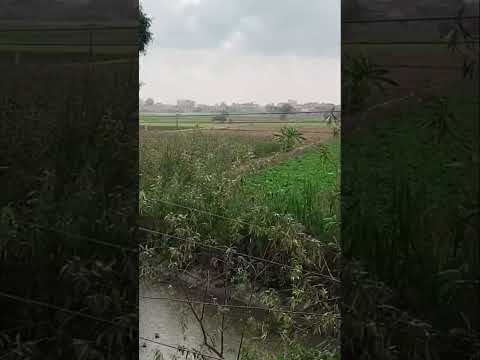 مطرنا بفضل الله ورحمته اللهم صيبا نافعا دعاء نزول المطر ادعية