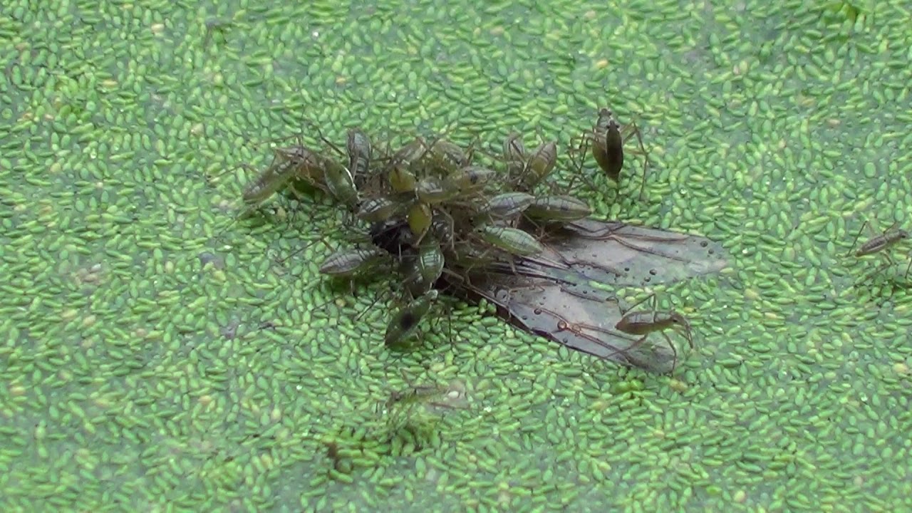 Bugs Devour Insect HQ HD - YouTube