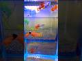 Molly Fishes