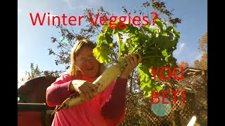 Spring, Summer, Fall    Now a WINTER GARDEN !!