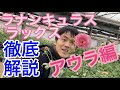 【園芸のぶチャンネル】ラックス徹底解説〜アウラ編【ガーデニング】【農業】【ラナンキュラス】【ウラノス】