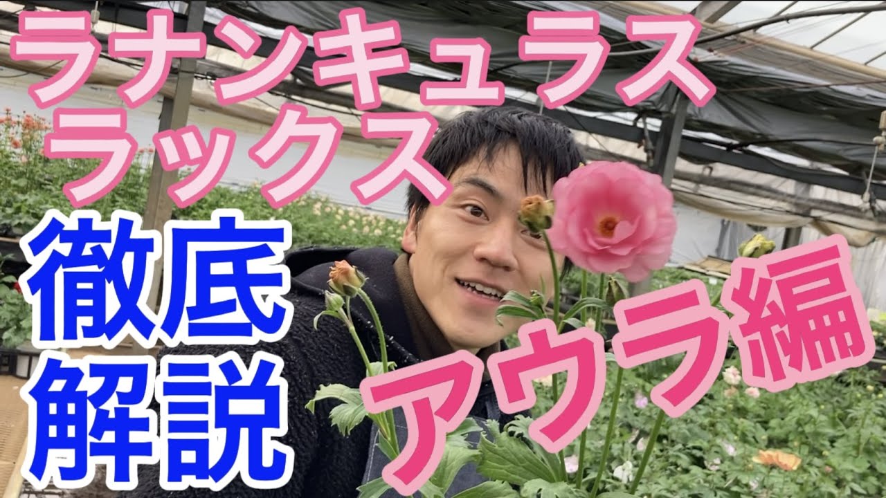園芸のぶチャンネル】ラックス徹底解説〜アウラ編【ガーデニング
