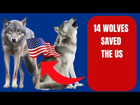 How 14 Canadian Wolves Saved America! Yellowstone Park Incredible Story ...