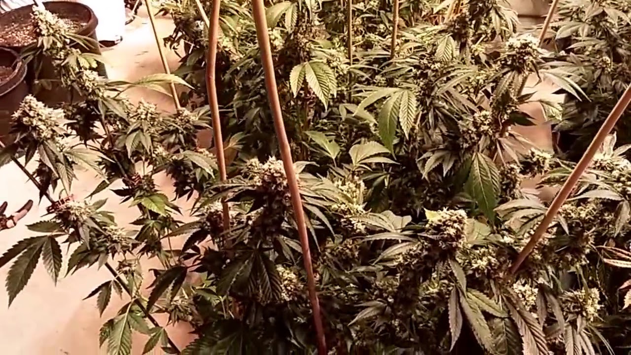 Holy Grail Indoor Grow.