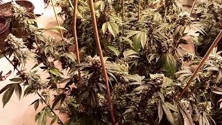 Holy Grail Indoor Grow.