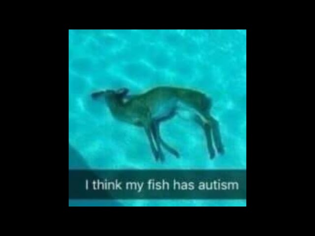 Смотреть «I THINK MY FISH HAS AUTISM» на YouTube Смотреть «I THINK MY FISH HAS AUTISM» на YouTube