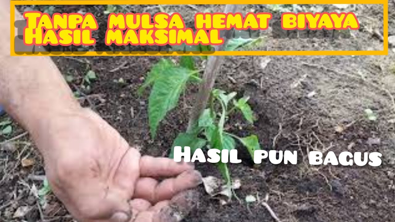 cara menanam cabe kecil||(rawit )tanpa menggunakan mulsa 