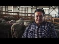 Почему овец в Феодоро привезли из Австрии