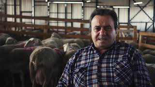 Почему овец в Феодоро привезли из Австрии