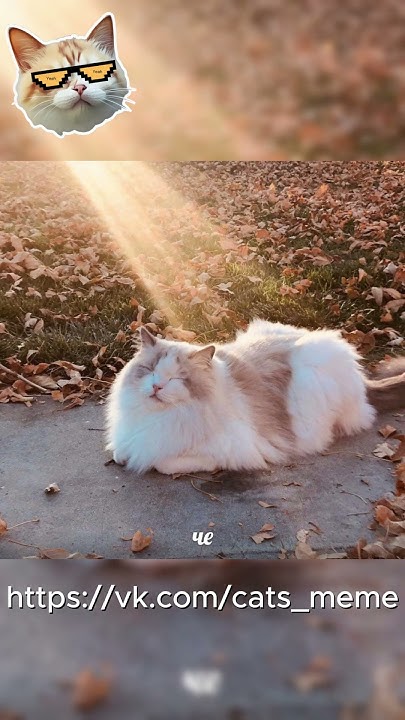 Мемные котики :) - YouTube