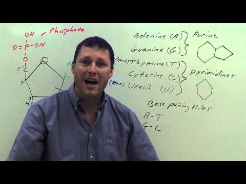 Nucleic Acids