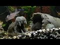 How to care : Featherfin Catfish (Synodontis Eupterus)