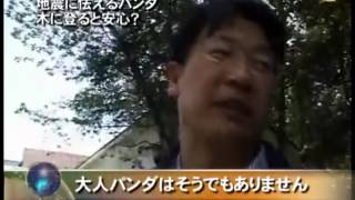 地震に怯えるパンダ 木に登ると安心？