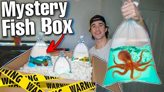 Buying Creepy Bat Fish Mystery Box... Whats Inside?