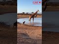 Saved by a Giraffe. #animals