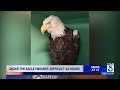 Jackie the eagle endures 'difficult' 24 hours