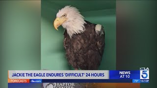 Jackie The Eagle Endures Difficult 24 Hours