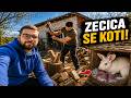 CEPAMO DRVA, A ZEČEVI STIŽU NA SVET!