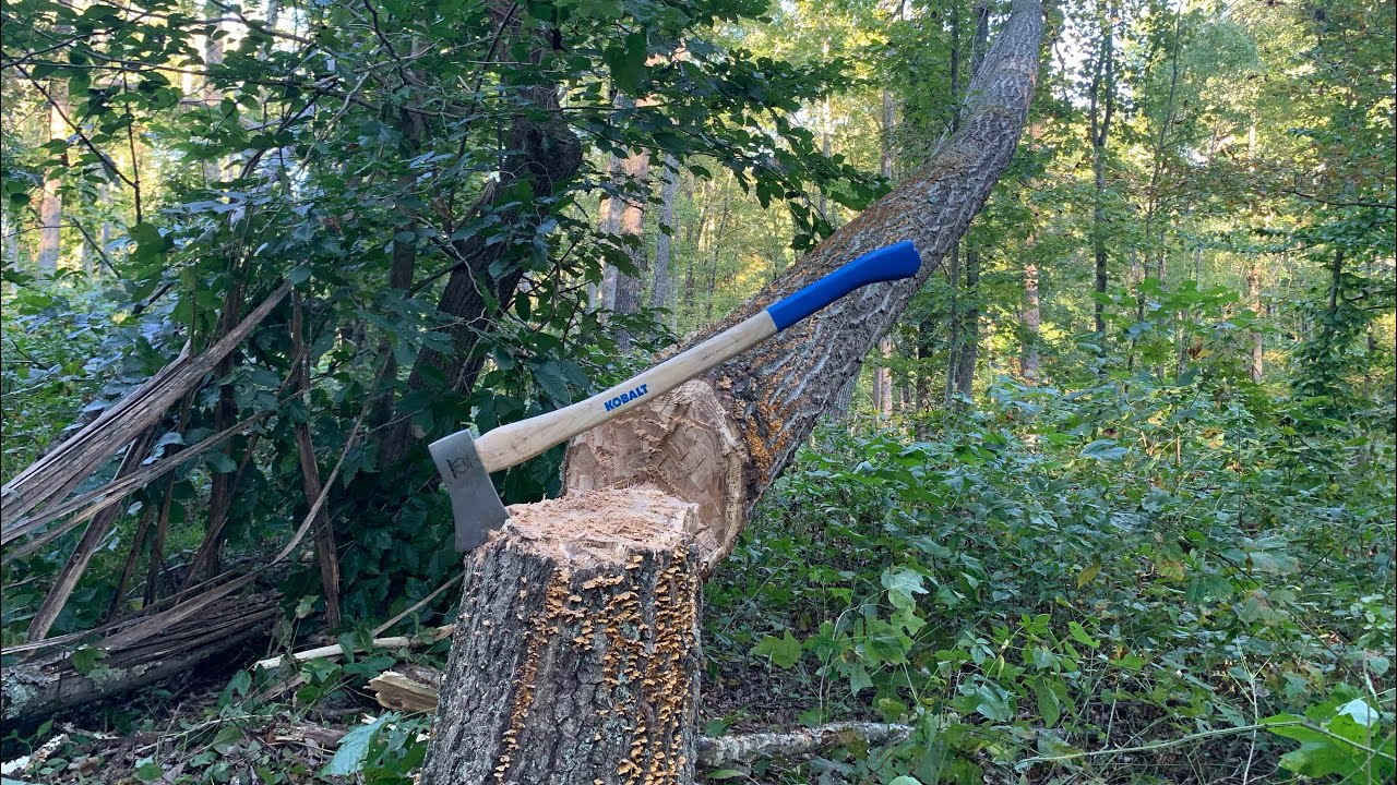 Felling a white oak with a $38 Kobalt axe - YouTube
