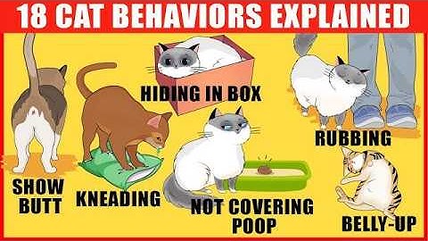 15 Strange Cat Behaviors Explained