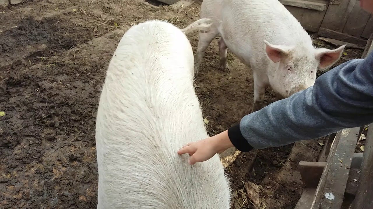 Свиньи в селе