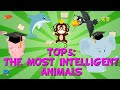 The most intelligent animals  educationals for kids