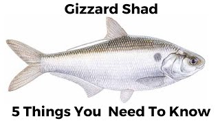 Gizzard Shad – Friends of the Rouge