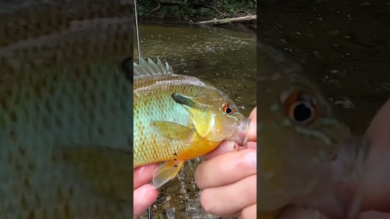Eating What I Catch From The Creek SPICY Fish Ramen