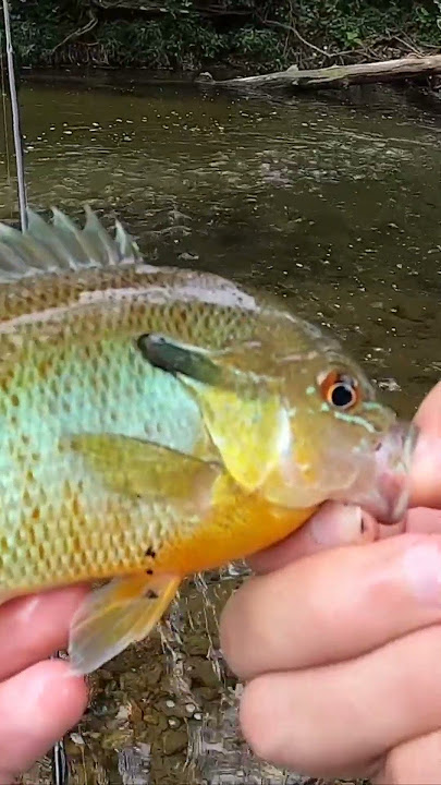 Eating What I Catch from the Creek! SPICY Fish Ramen