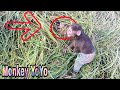 Monkey YoYo JR could not find dad and ... | Monkey Baby YoYo