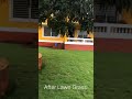 lawn Grass Supplier, Dealer, distributor and manufacturer in India