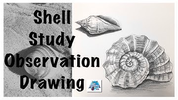 Observation Shell Study | Observation Drawing | How to Draw a Shell | Contour Drawing | Tonal Shade