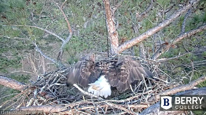 Intruder at nest; Dad defends