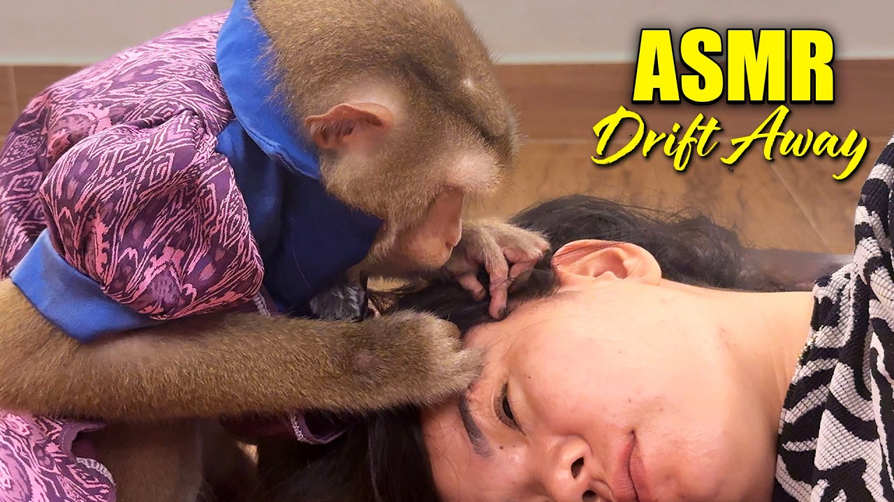 SUPER Fast Tingly ASMR Triggers | Monkey Grooming ASMR to Drift Away