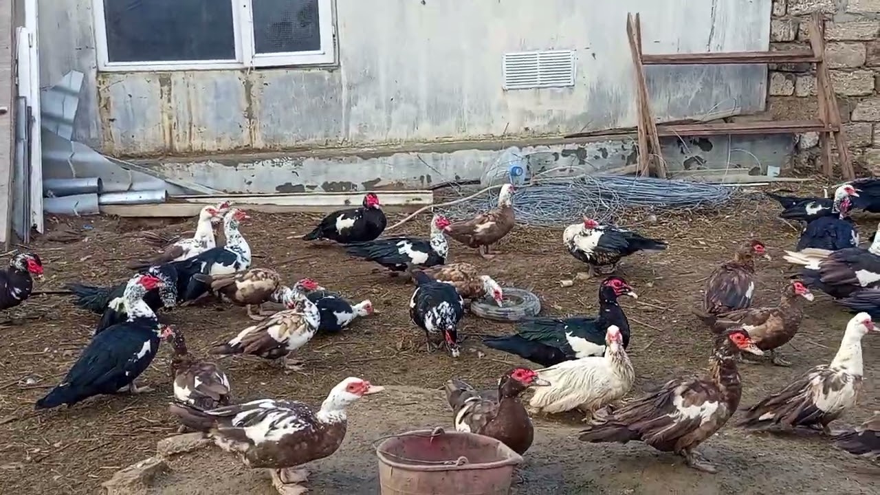 Lal ördəklər satılır Bakı 0507438731