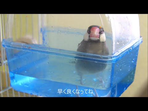 【＃20】動物病院に行きました　肺の病気　桜文鳥の茶雪　お迎え2ヵ月12日　Java sparrow