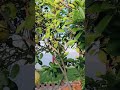 ਚੈਨਲ ਨੂੰ ਸਬਸਕ੍ਰਾਈਬ ਕਰੋ ਜੀ #farming #viral #shortsviral #shortvideo #organicfarming #tractor