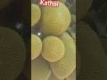 कटहल के फायदे #कटहलकीसब्जी #facts #factsinhindi #viral #तथ्य #automobile #ऑटोमोबाइल #jackfruit #####
