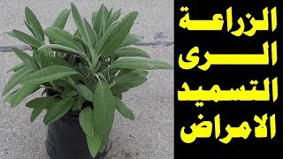 طريق ز زراعة المرامية | زراعة السالمية في المنزل